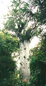 kauri tree
